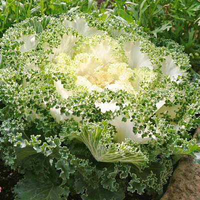 Капуста декоративная Камом Белая