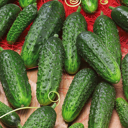 Фото Огурец Наташа микс F1