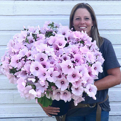 Лаватера Розовая королева