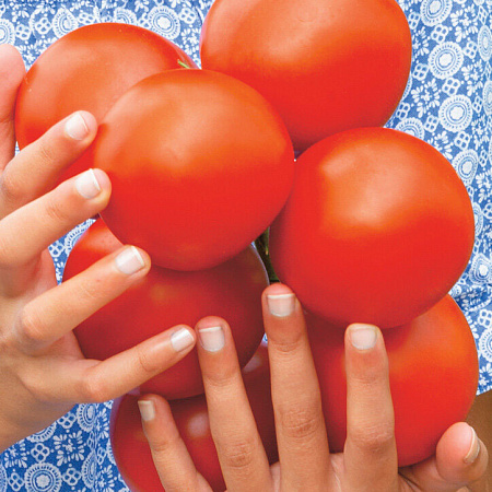 Фото Помидоры Малиновое чудо 4 серия F1