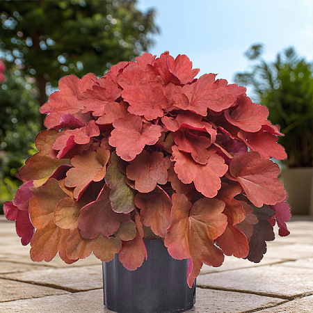 Фото Гейхера Карнивал Синнамон Стик