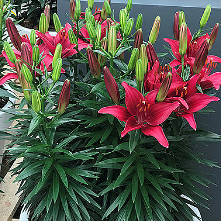 Фото Лилия азиатская горшечная Тайни Гоуст