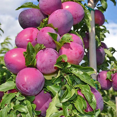 Слива колонновидная Командор