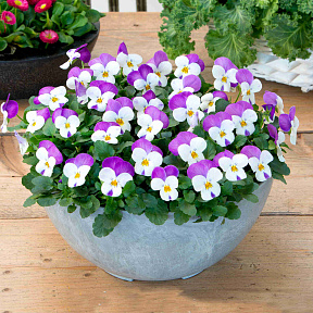 Виола Розовые крылья