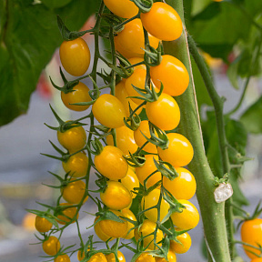 Помидор Маджино F1