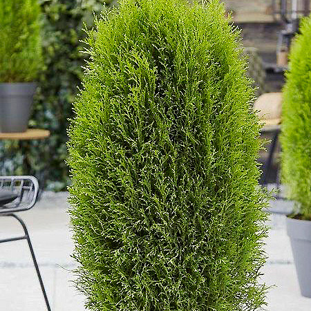 Фото Туя западная Тотем Смарагд