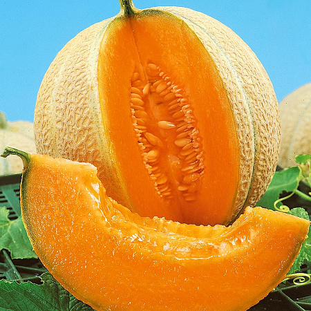 Фото Дыня Малага F1