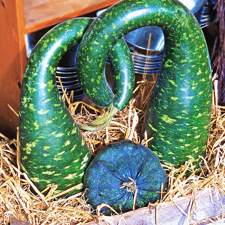 Фото Тыква декоративная Пёстрая лебедь