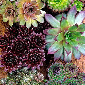 Молодило Самоцветы набор