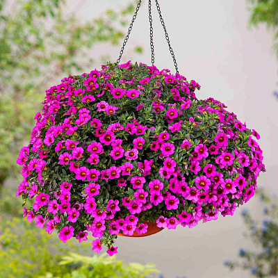 Калибрахоа Классик Роуз Бласт