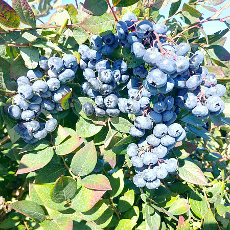 Фото Голубика Норт блю