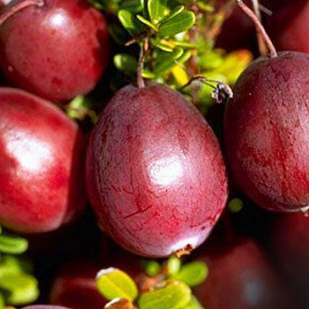 Фото Клюква Ред Стар