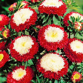 Астра Помпонная Красная с белым центром