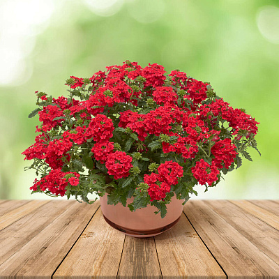 Вербена Наваждение алое