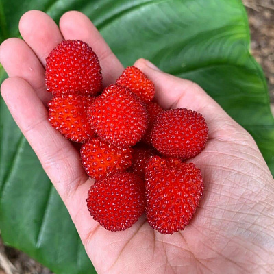 Малина соблазнительная