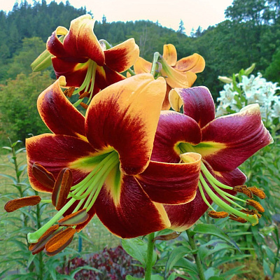 Лилия ОТ-гибрид Дебби