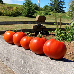 Помидор Коляда F1