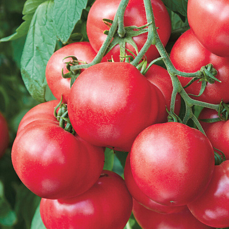 Фото Помидоры Малиновое чудо 4 серия F1