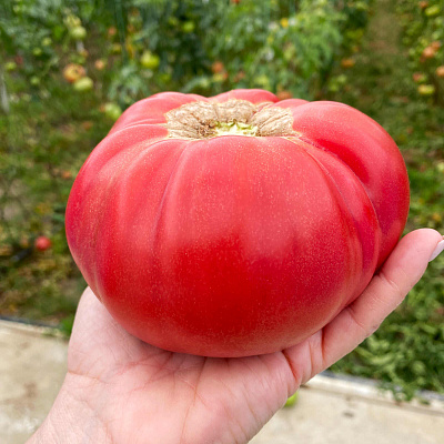 Помидор Пинквин