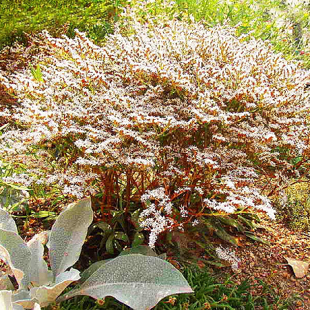 Фото Кермек татарский