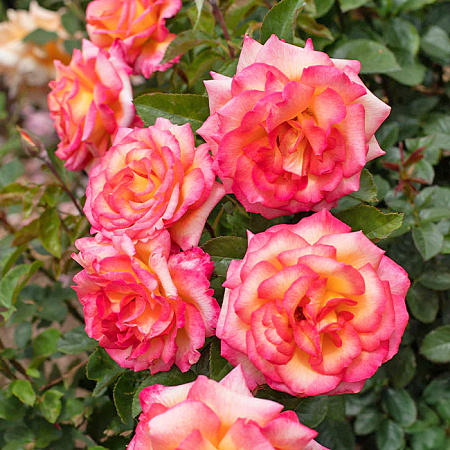 Фото Роза флорибунда Шейлас Парфюм