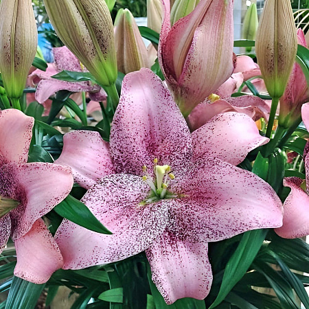 Фото Лилия ЛА-гибрид Свит Шугар