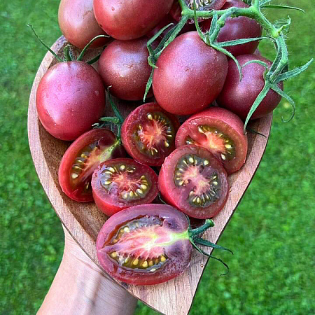 Фото Помидор Мерхаба F1