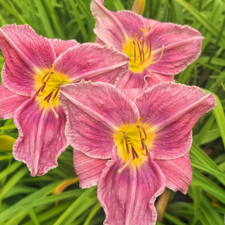 Фото Лилейник Блю айз