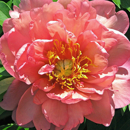 Фото Пион ИТО-гибрид Мэджикал Мистери Тур