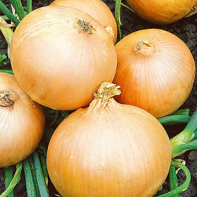 Лук репчатый Эвейшн F1 0,8гр