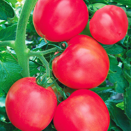 Фото Помидор Калинка-малинка