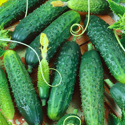 Огурец Манеки F1