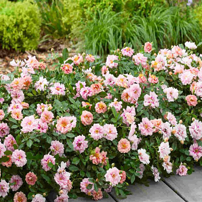 Роза миниатюрная Амироуз