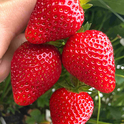 Земляника садовая Кабрилло