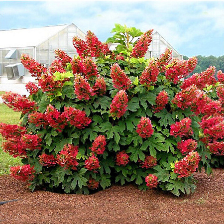 Фото Гортензия дуболистная Бургунди