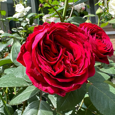 Фото Роза флорибунда Четырёх ветров