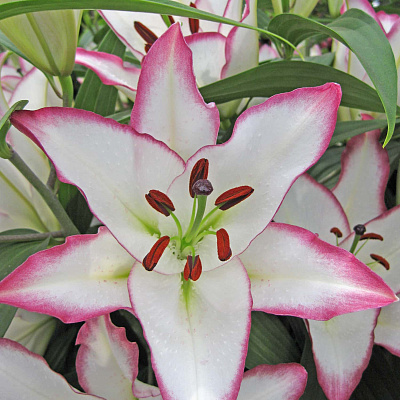 Лилия восточная Зе Эдж