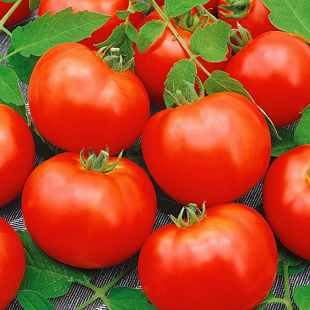 Фото Помидор Самородок F1