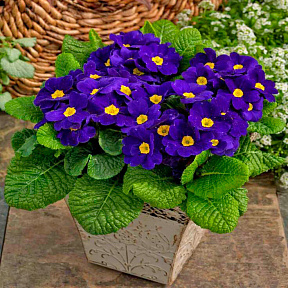 Примула Аккорд Синяя гармония