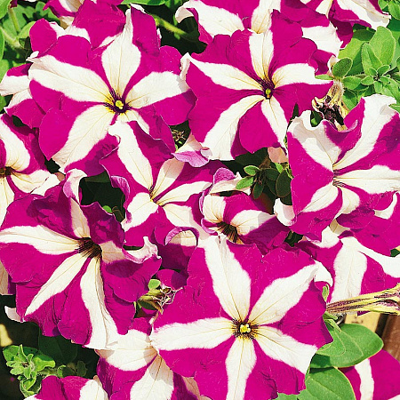 Фото Петуния крупноцветковая Браво Фиолетовая звезда