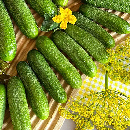 Фото Огурец Шопен F1