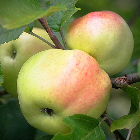 Фото Яблоня колонновидная Лукомор