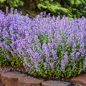 Котовник фассена Кэтс мяу