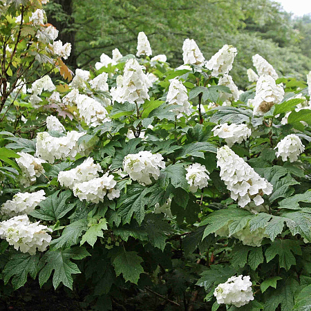 Фото Гортензия дуболистная Алиса