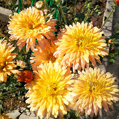 Хризантема корейская Степовичка