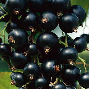 Смородина Ориана