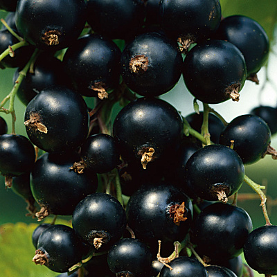 Смородина Ориана