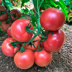 Помидор Пинк Спарк F1