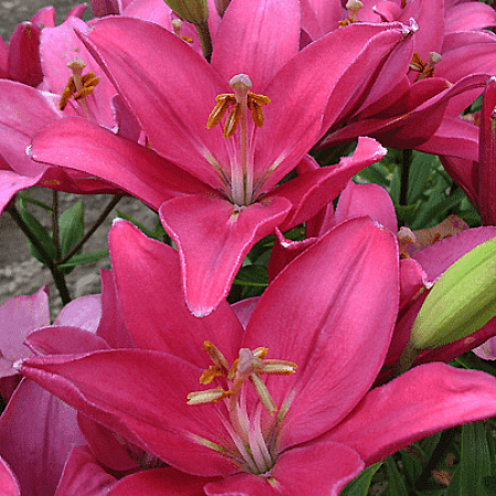 Фото Лилия ЛА-гибрид Индиан Саммерсет