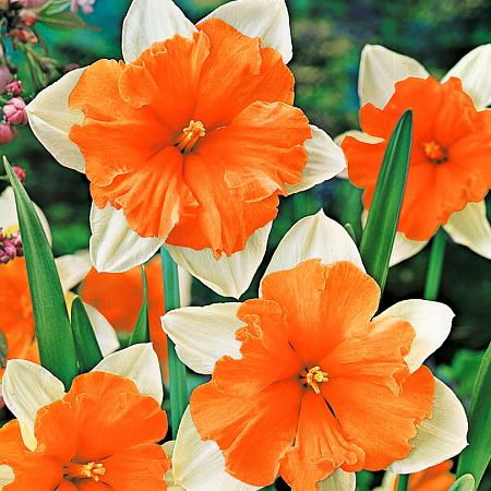 Фото Нарцисс Оранжери